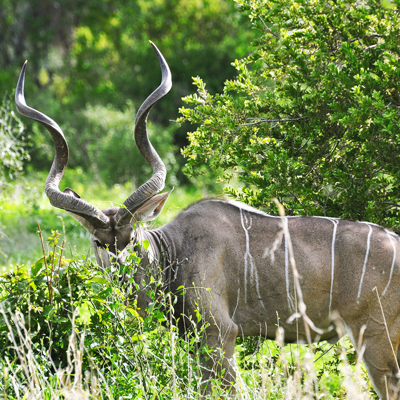 Parc national de Ruaha et un animal sauvage
