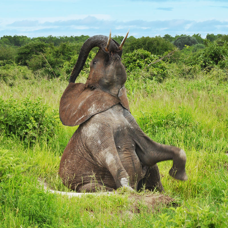 Parc national de Ruaha avec un éléphant assis