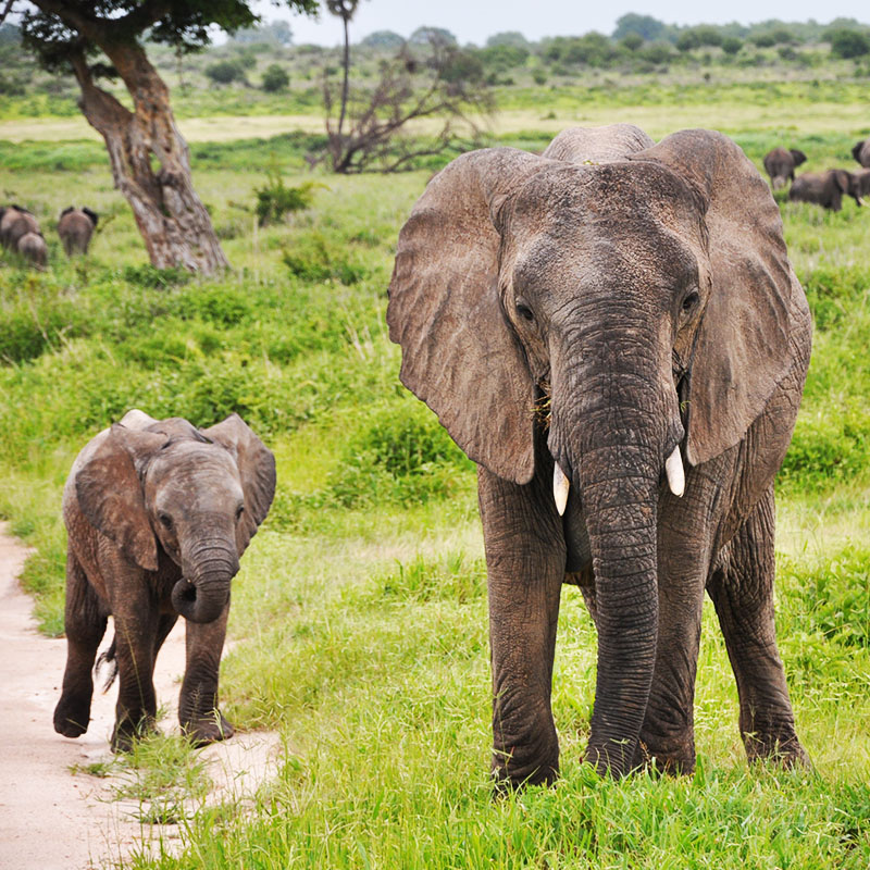 Parc national de Ruaha et ses éléphants