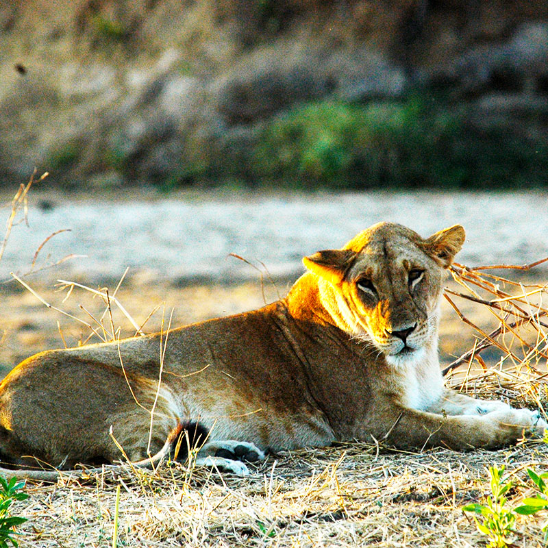 Parc national de Ruaha avec une lionne