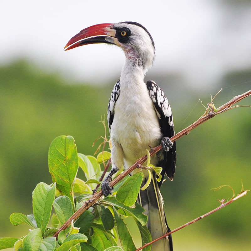 Parc national de Ruaha et un oiseau en Tanzanie