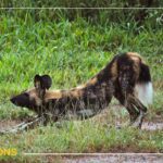 Lycaon se réveillant au parc de Ruaha en Tanzanie