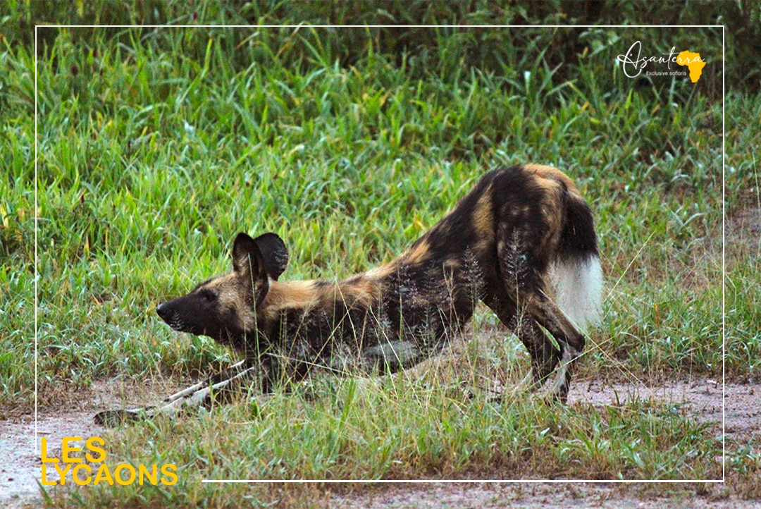 Lycaon se réveillant au parc de Ruaha en Tanzanie