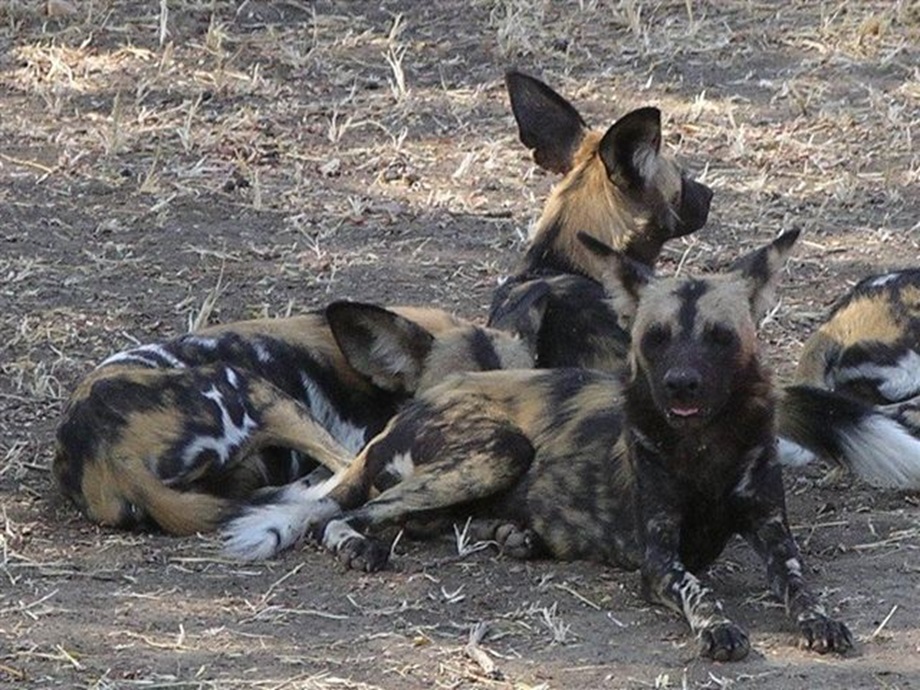 Wild dogs pack