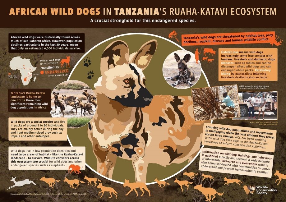 Wild dogs by World Conservation