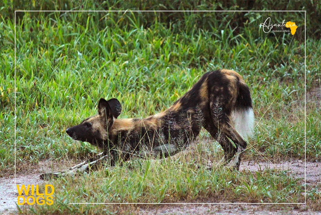 Wild dogs in Ruaha National Park in Tanzania