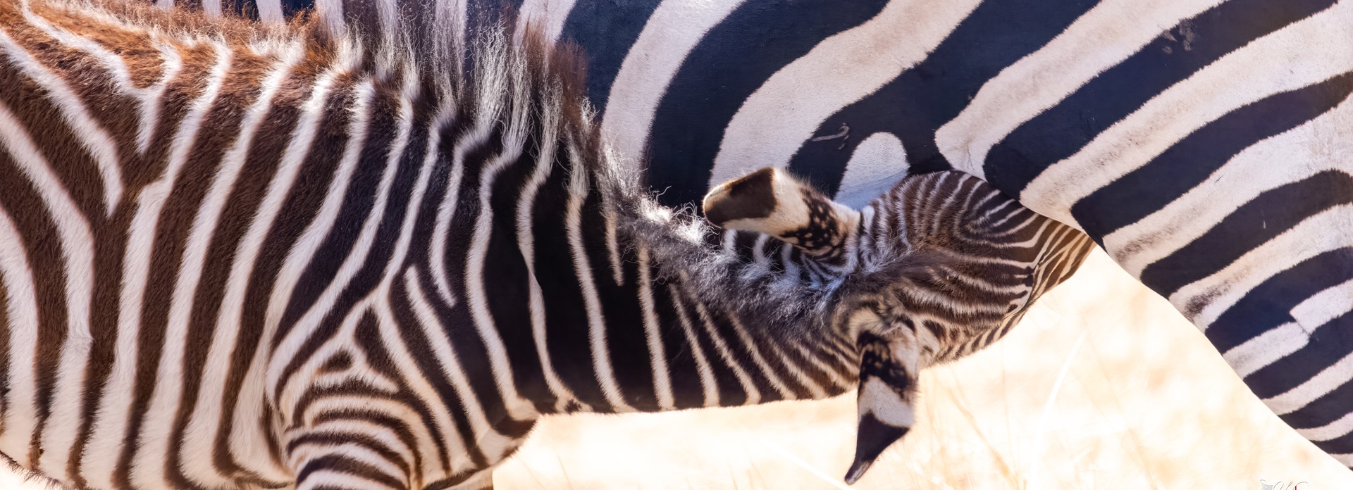 Zebra die zijn moeder in Nyerere Park zoogt