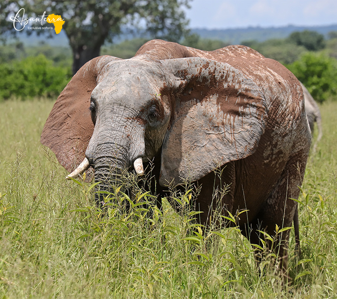 Elephant in Ruaha National Park in Tanzania