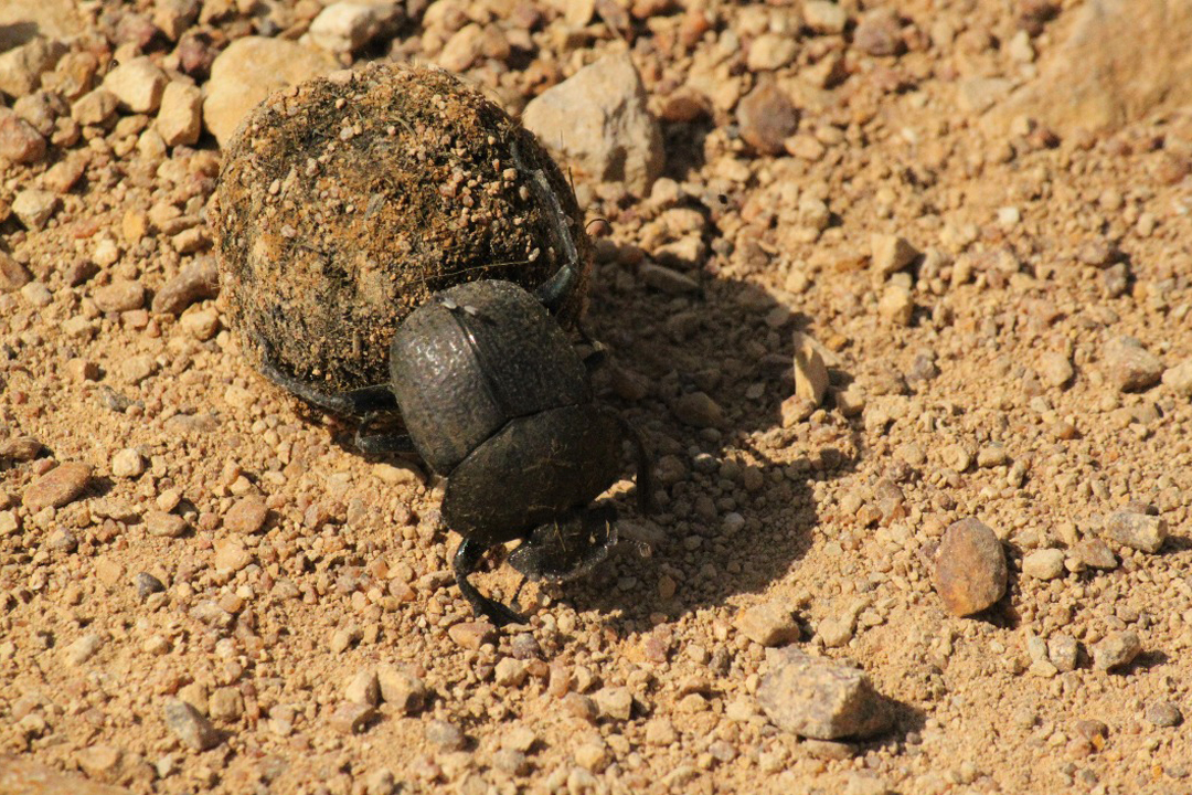 Beetle