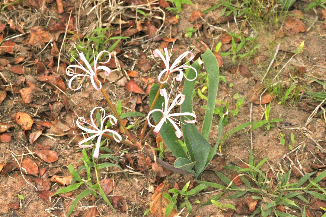Fleurs