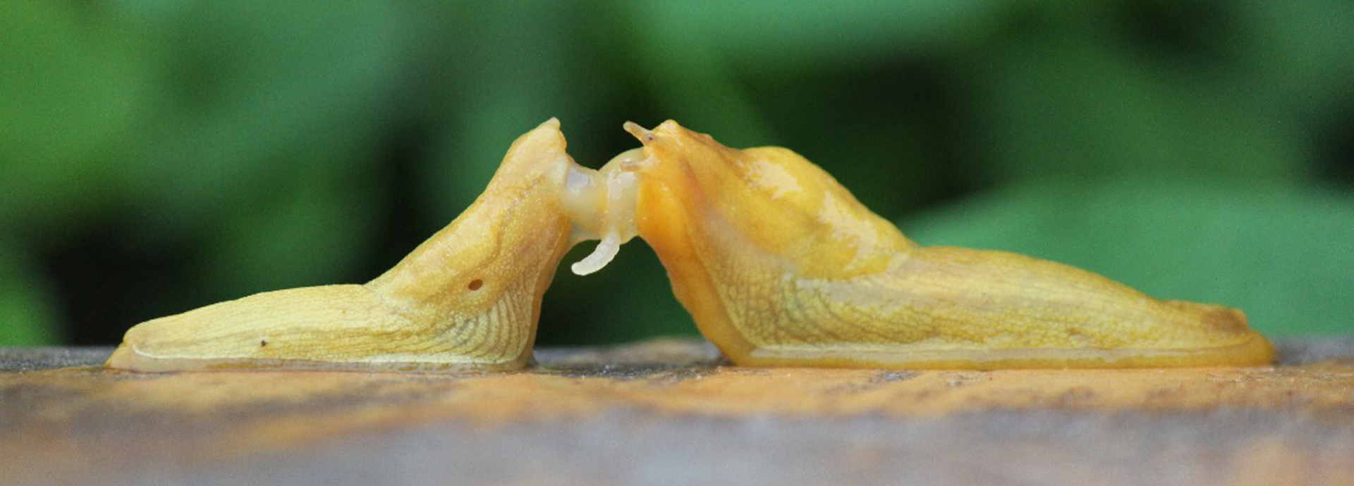 Snail