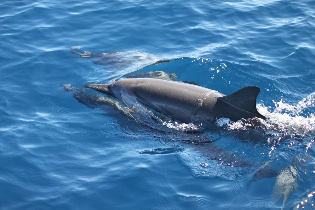 Dolphin