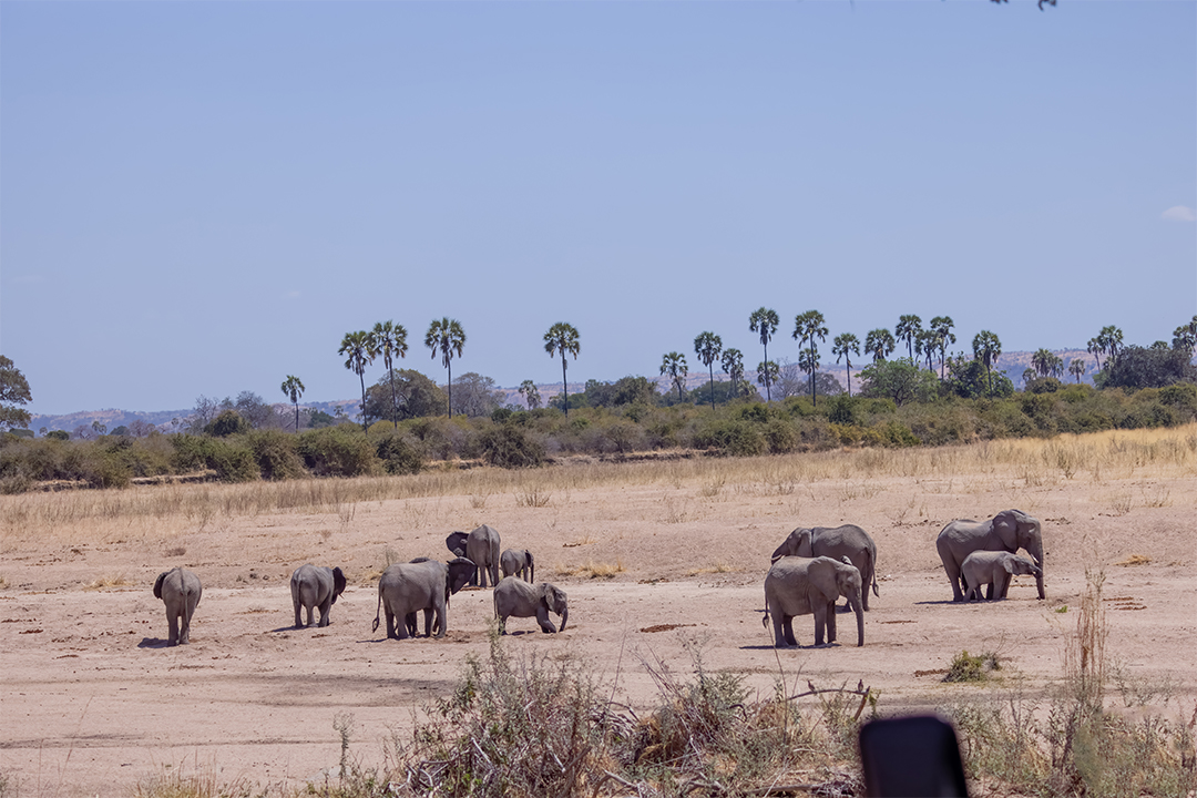 Elephants in Ruaha NP