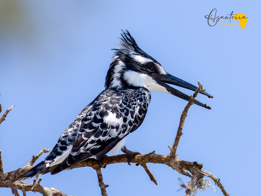 Giant Kingfisher
