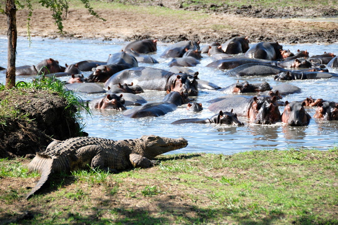 Hippos and Crocodiles