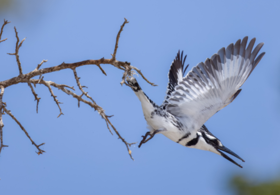 Giant Kingfisher