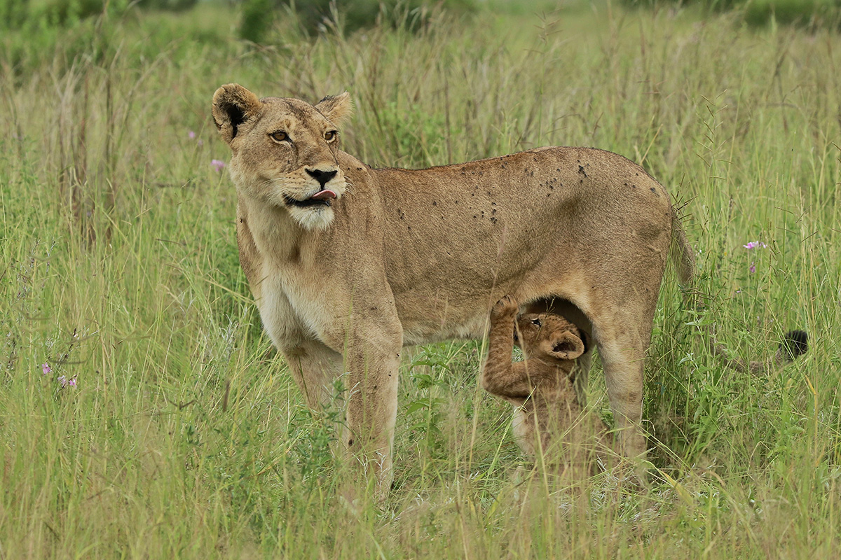 Lionness and Cub