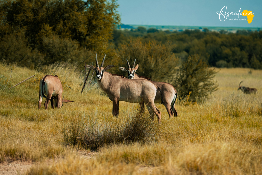 Roan Antelope