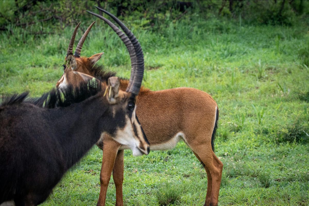Roan Antelope and Sable Antelope