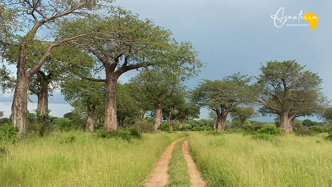 Baobab in Ruaha National Park