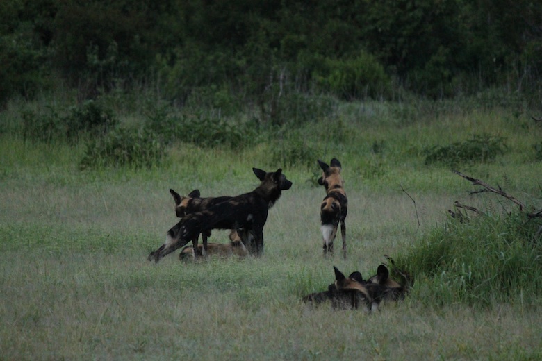 Wild dogs