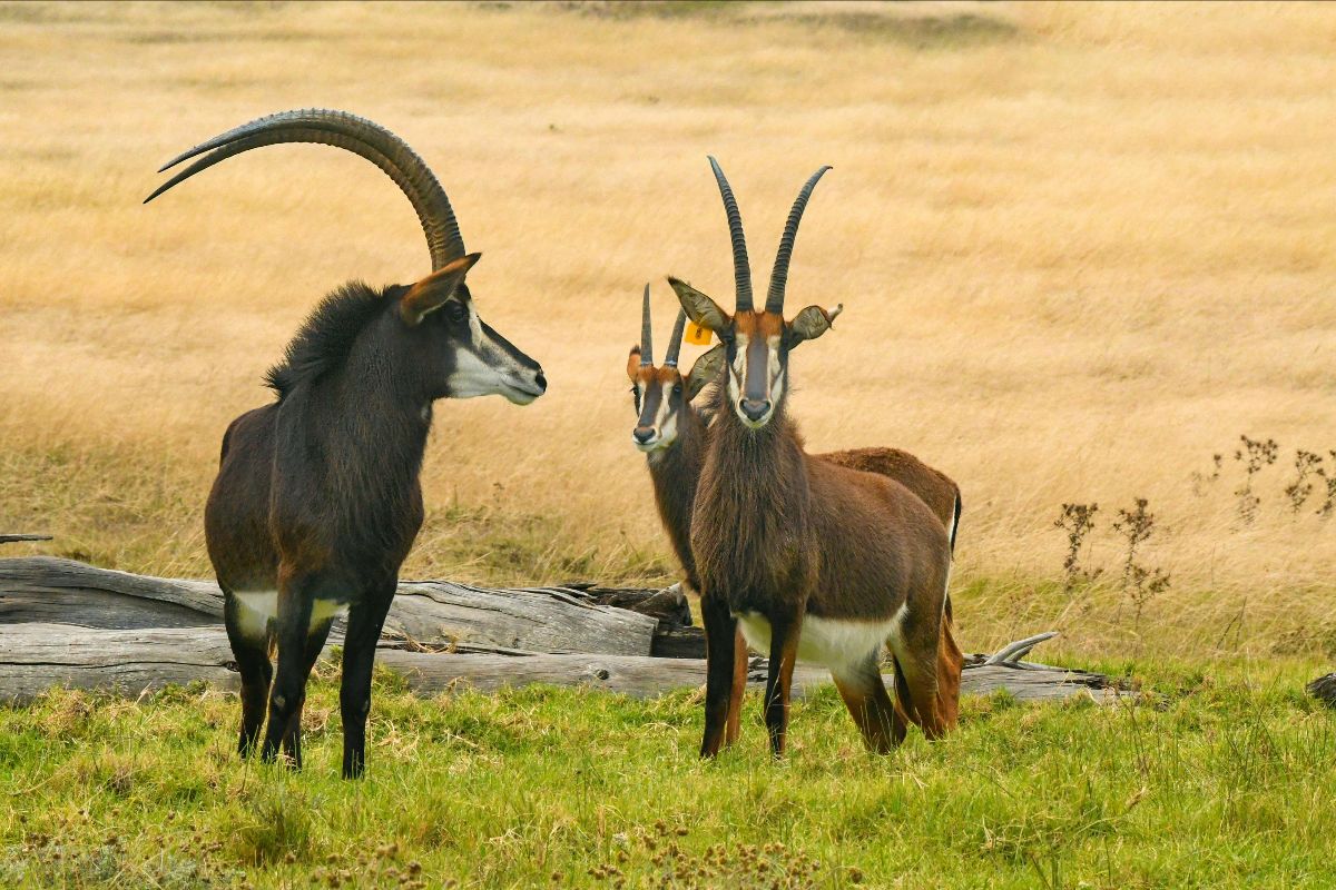 Sable Antelope and Roan Antelope