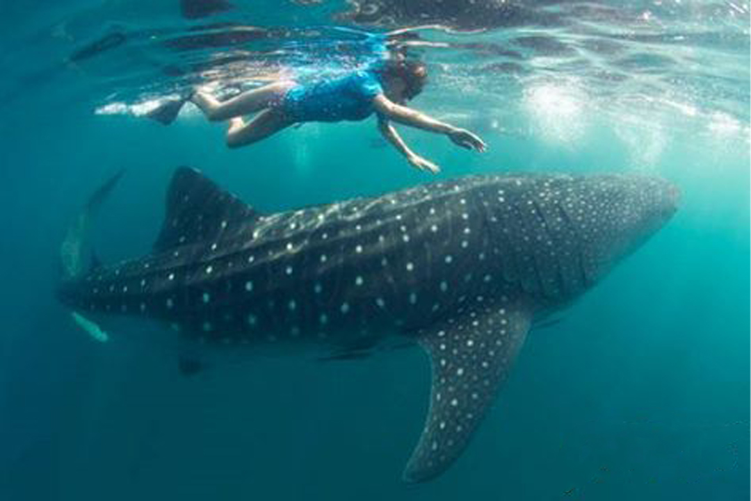 Whale Shark Excursion