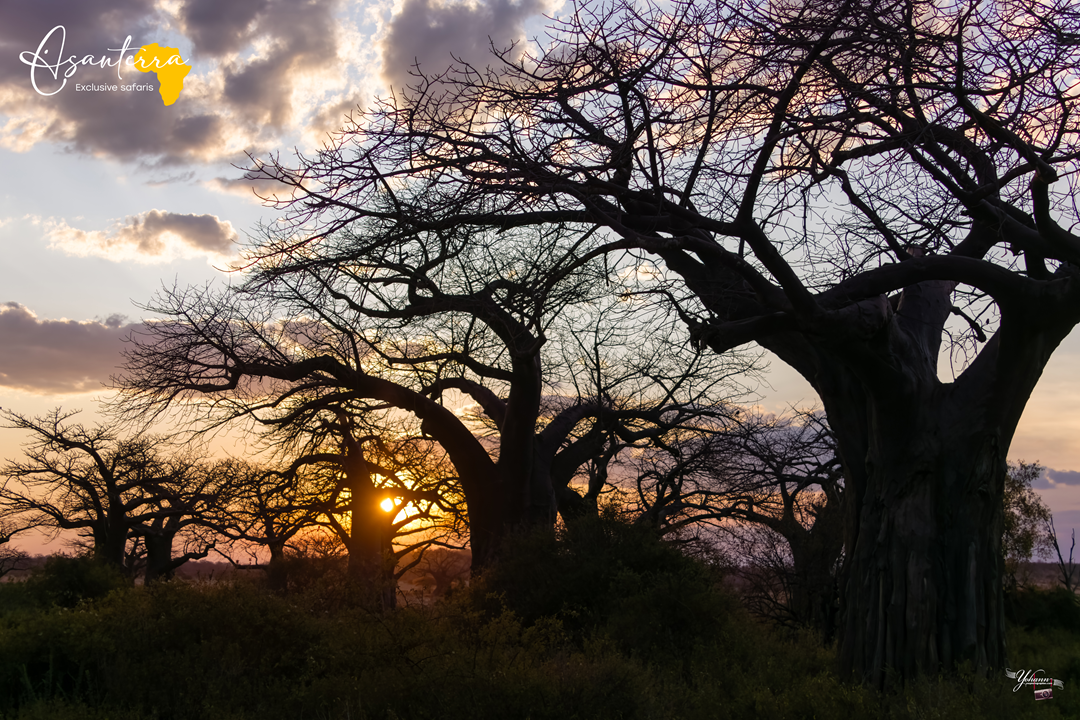 Baobab Trees