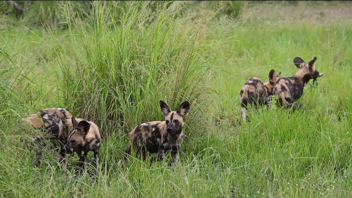 Wild dogs