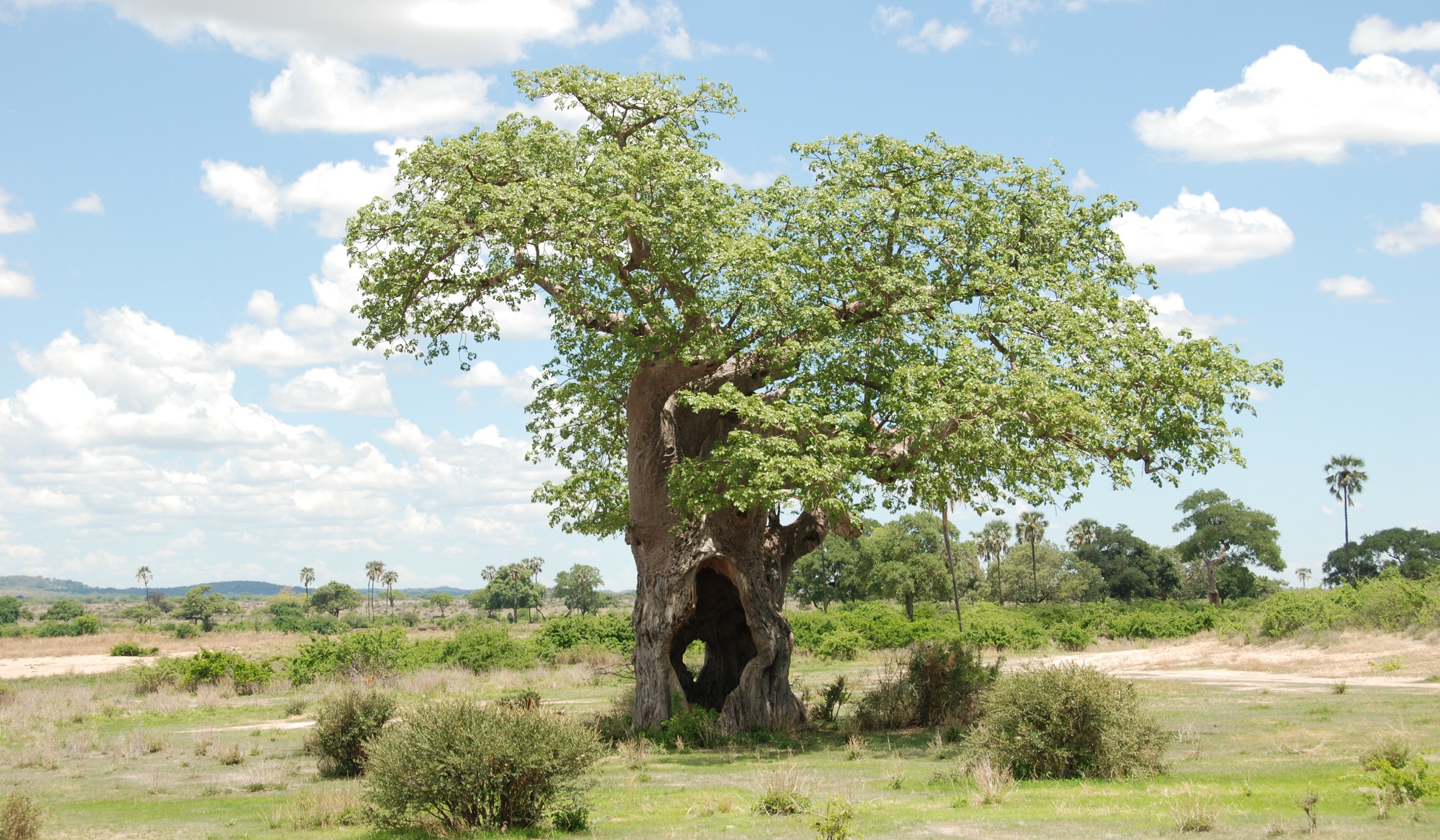 Baobab at Ruaha National Park