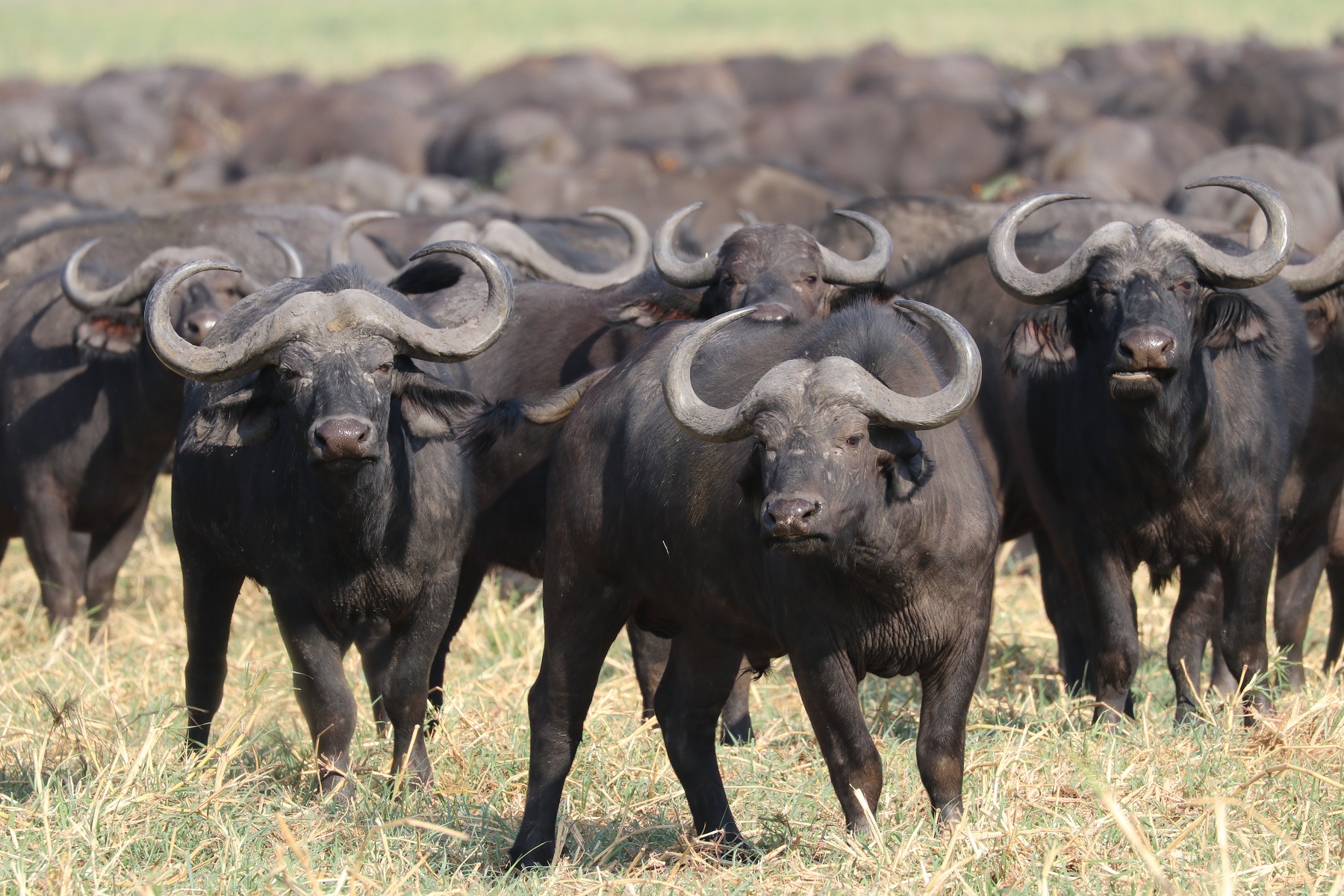 Buffaloes in Katavi National Park in Tanzania