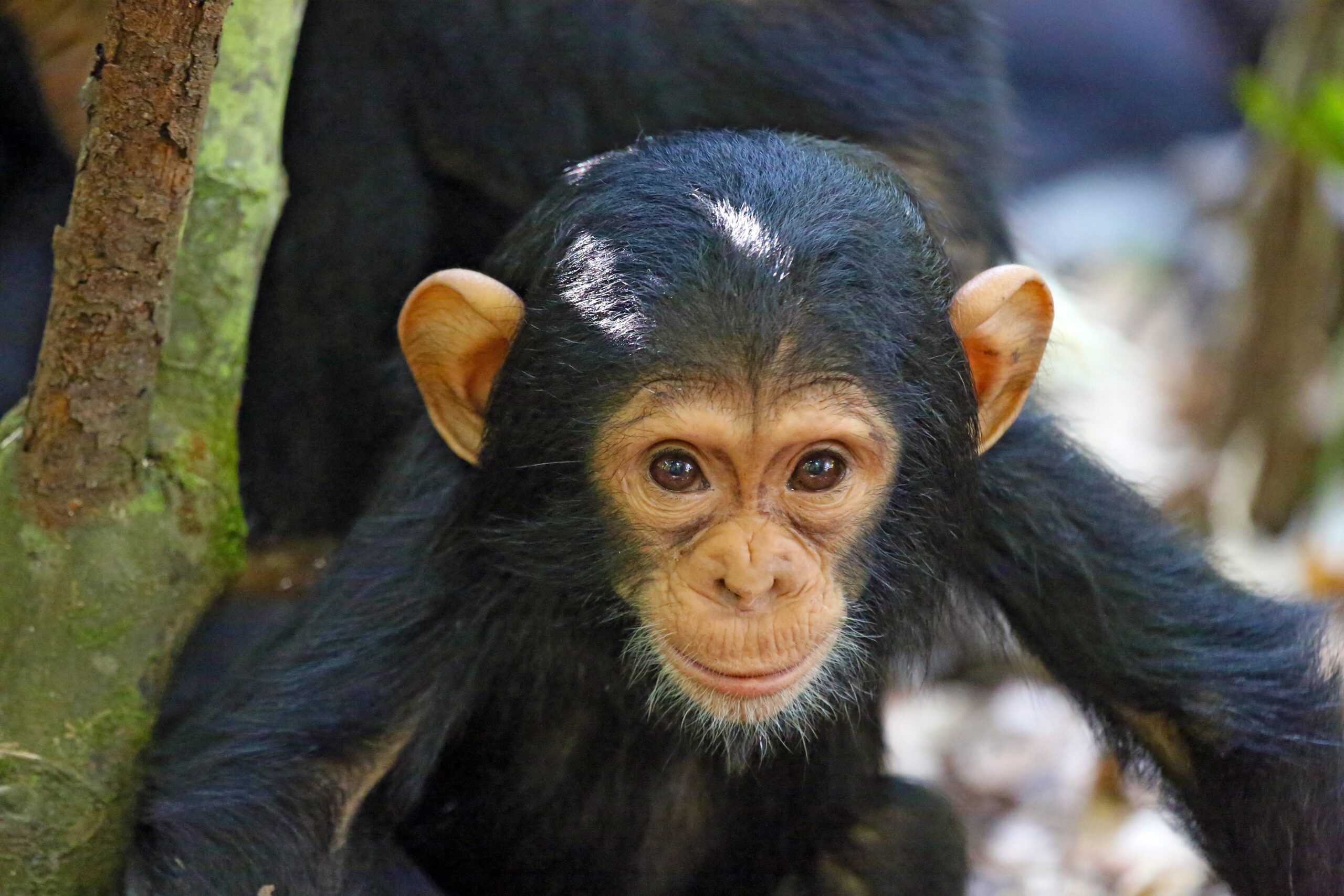 Baby Chimp at Mahale National Park in Tanzania
