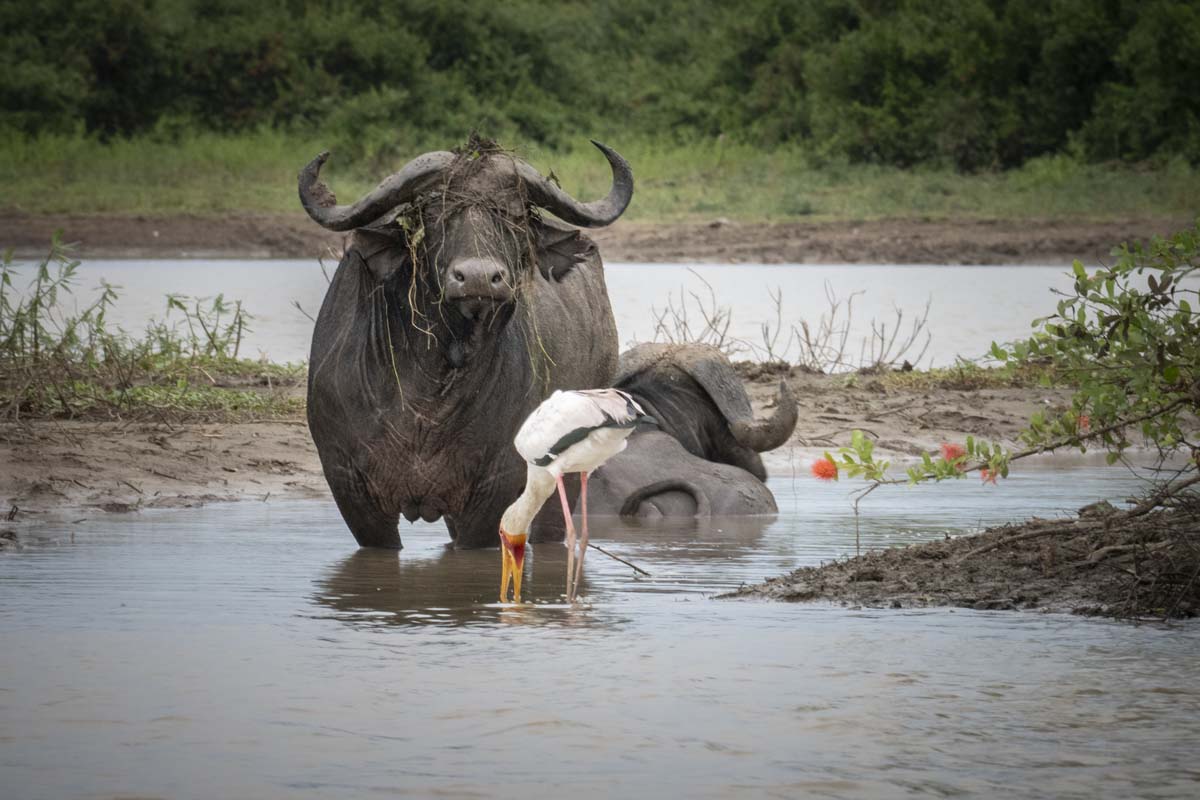 Buffle au parc national de Nyerere (ex.Selous) en Tanzanie