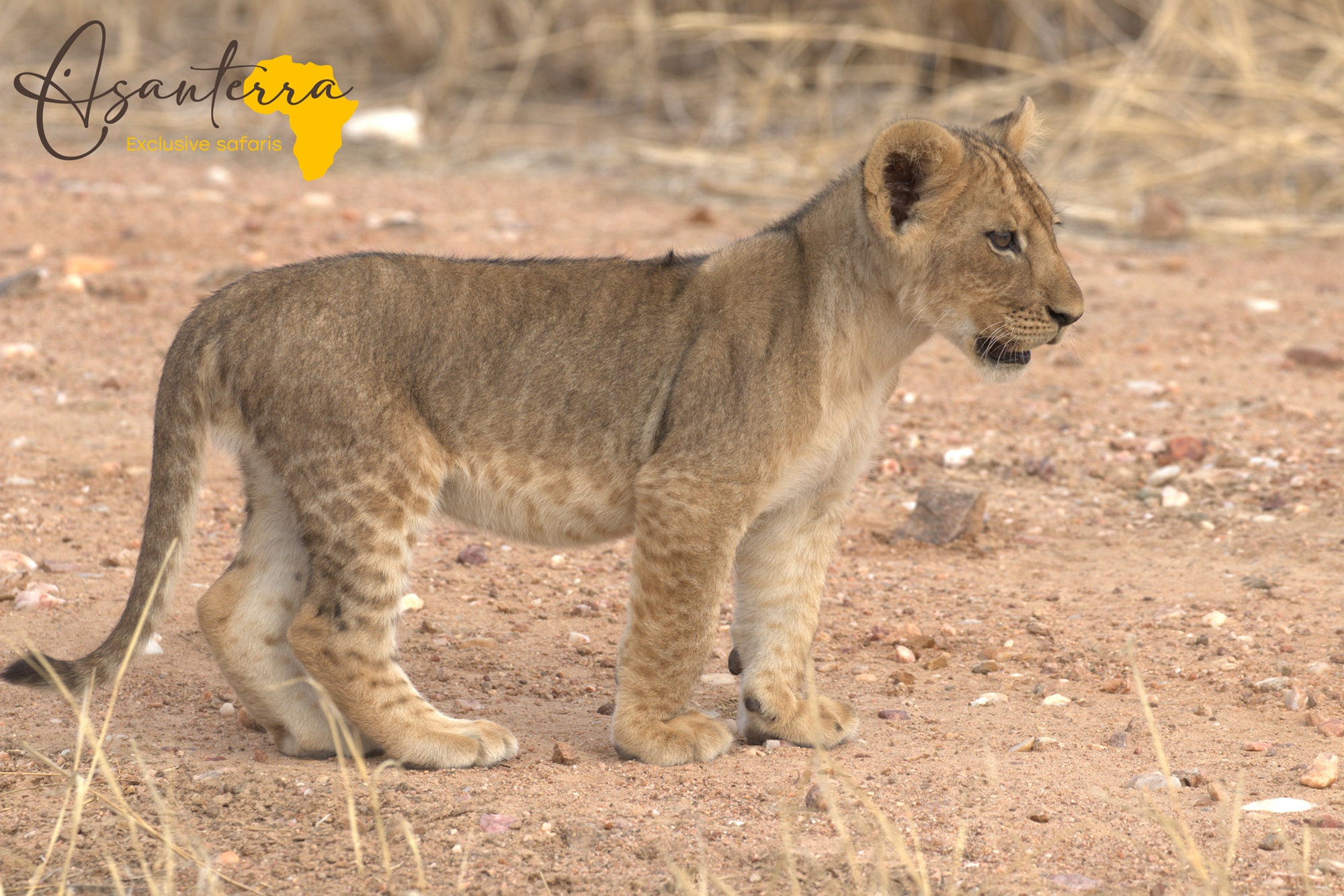 Lion cub in Ruaha National Park in Tanzania